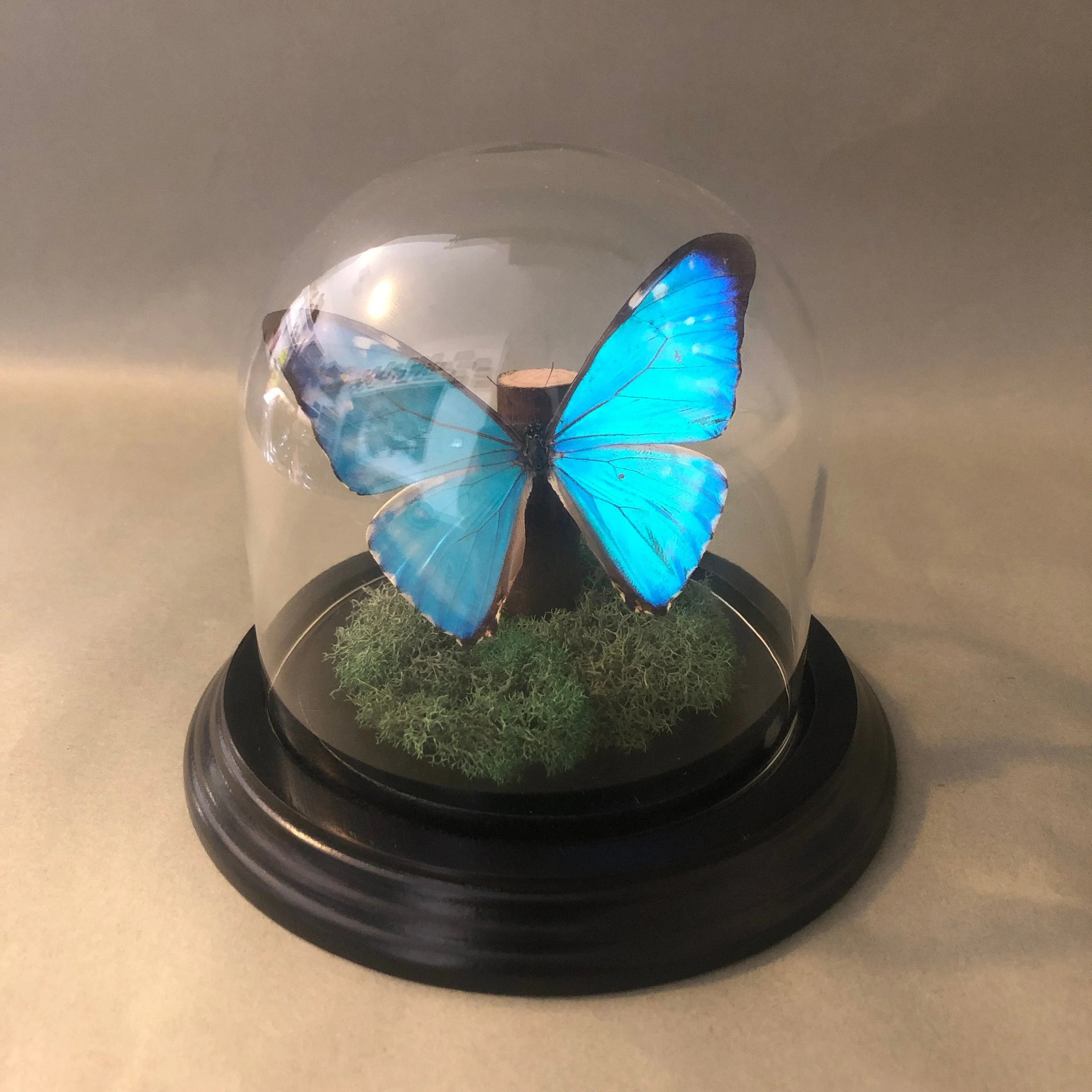 https://i.etsystatic.com/7422640/r/il/7f2b37/3271815936/il_fullxfull.3271815936_3ywo.jpg