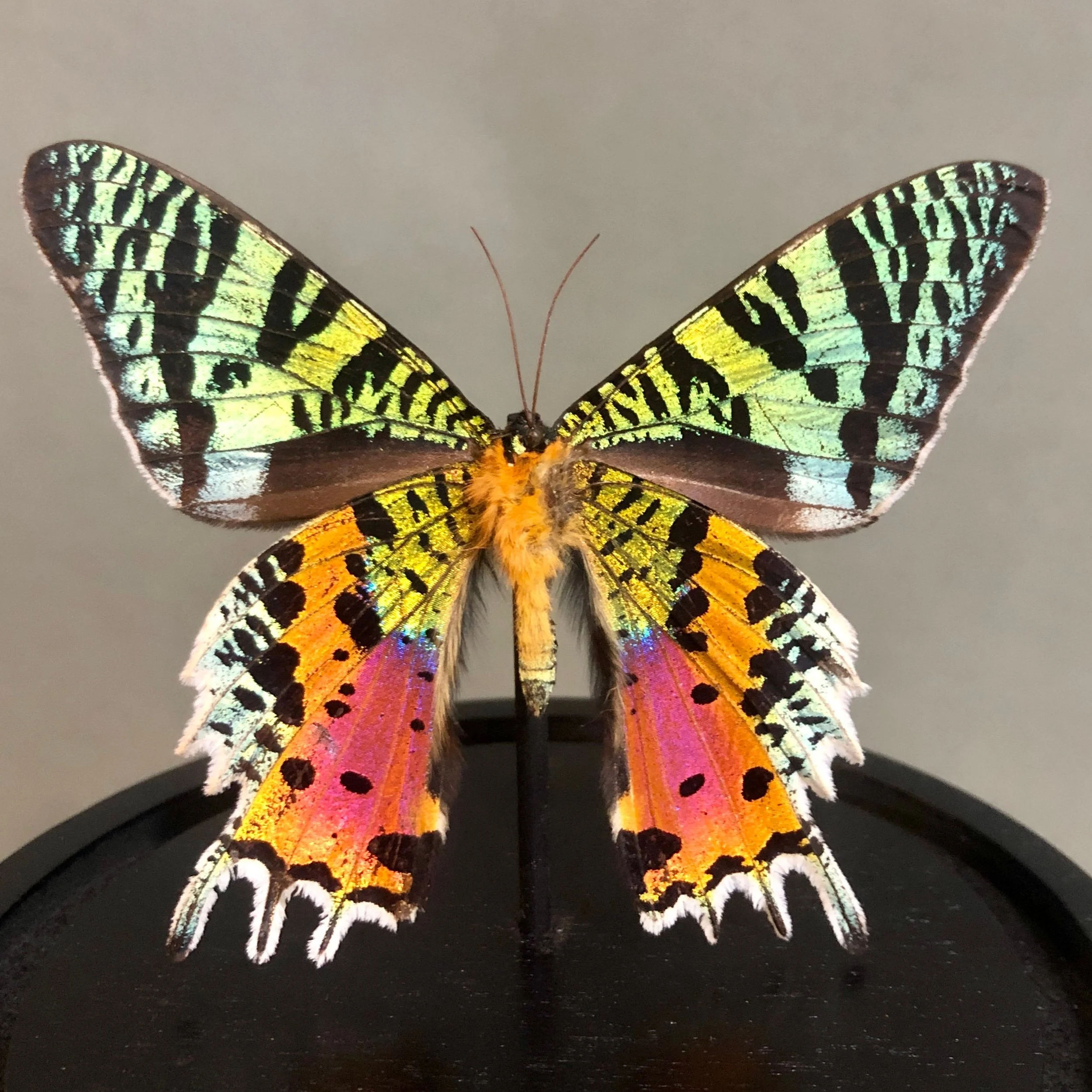 https://i.etsystatic.com/7422640/r/il/3400ee/3886952415/il_fullxfull.3886952415_532o.jpg