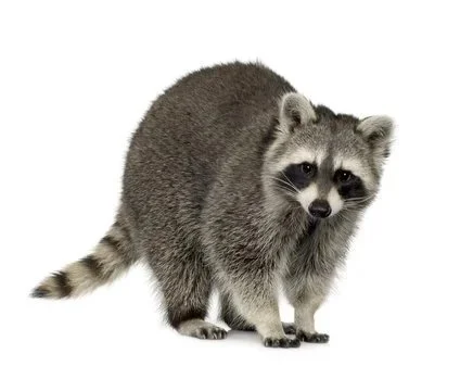 Lifesize Raccoon, Fox, or Coyote Class