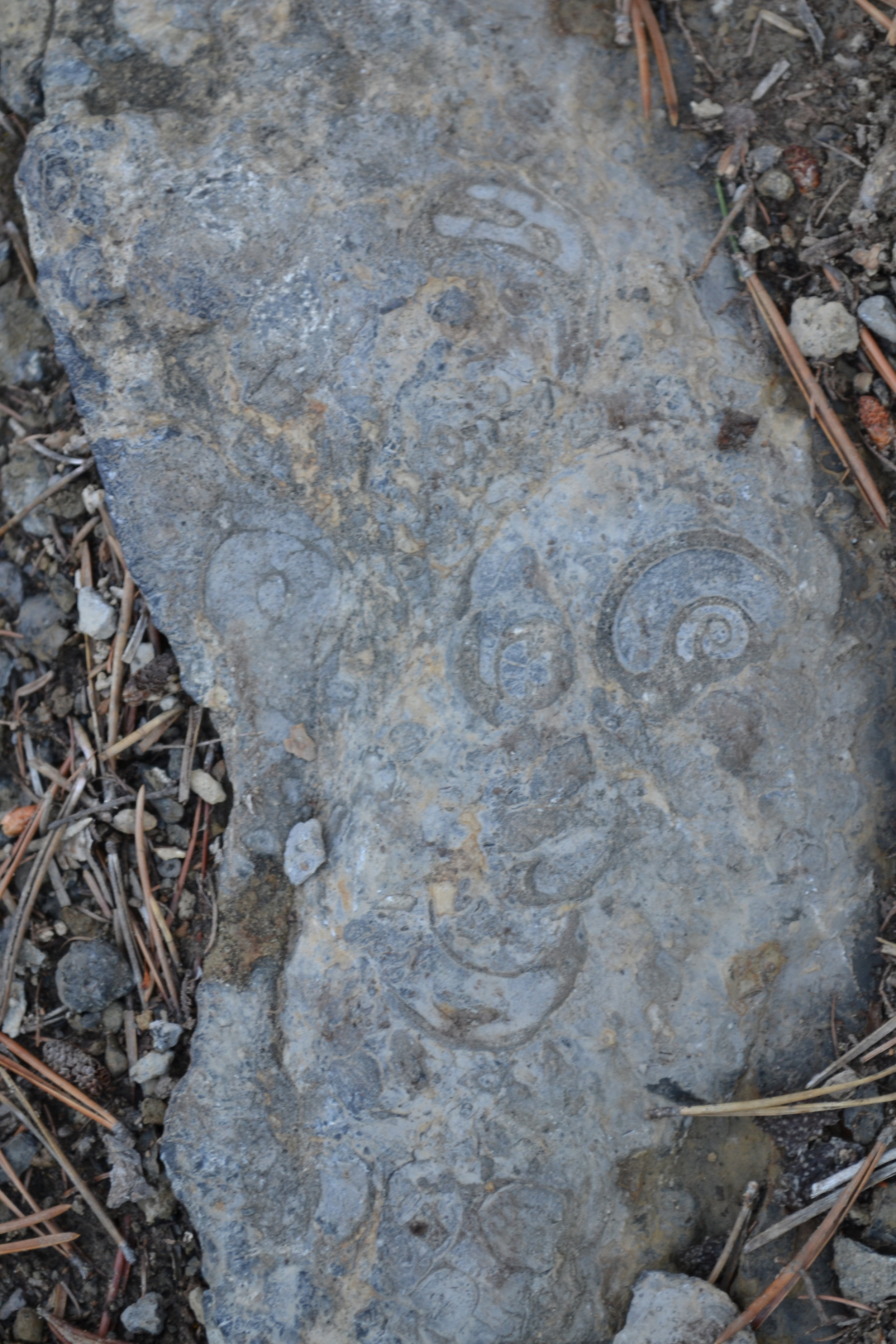 fossils at nahanni