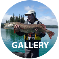 GALLERY BUTTON.png