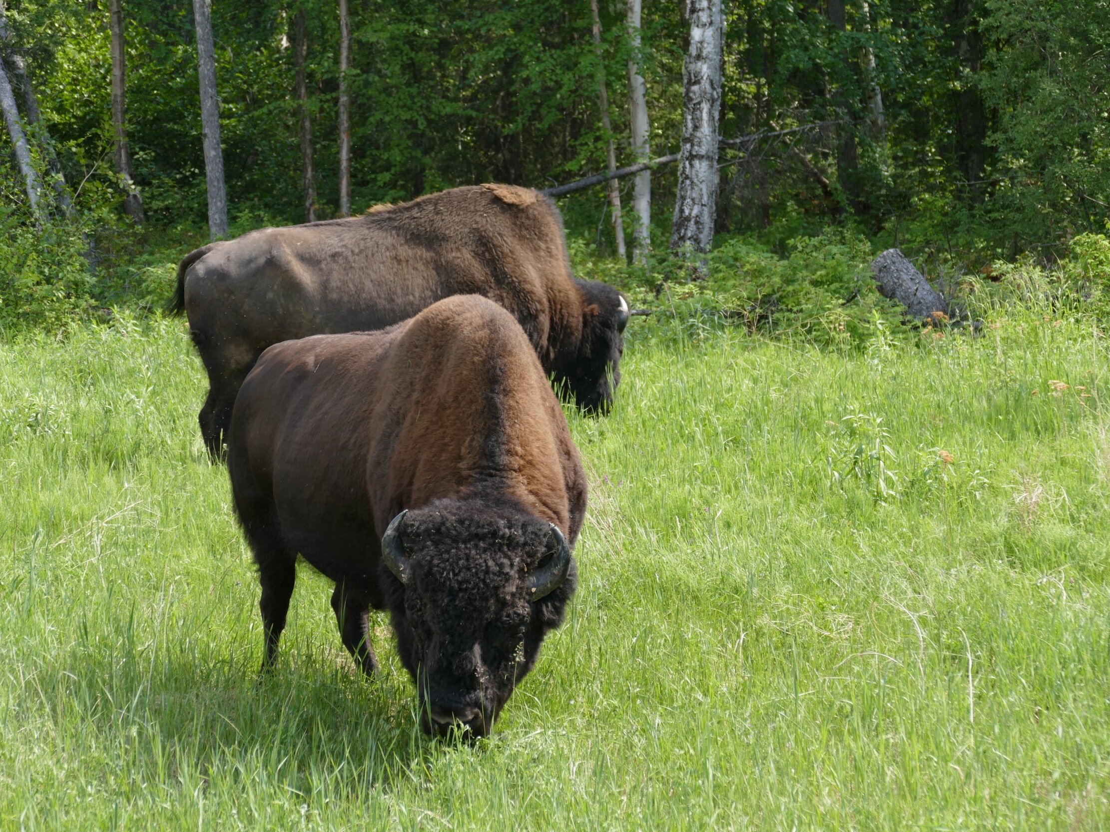 Buffalo along the Alaska Hwy