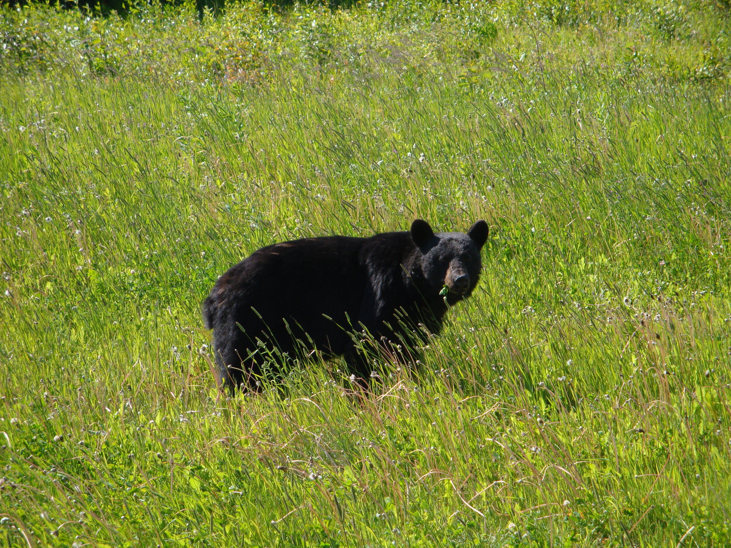 Black bear on the Alaska Hwy