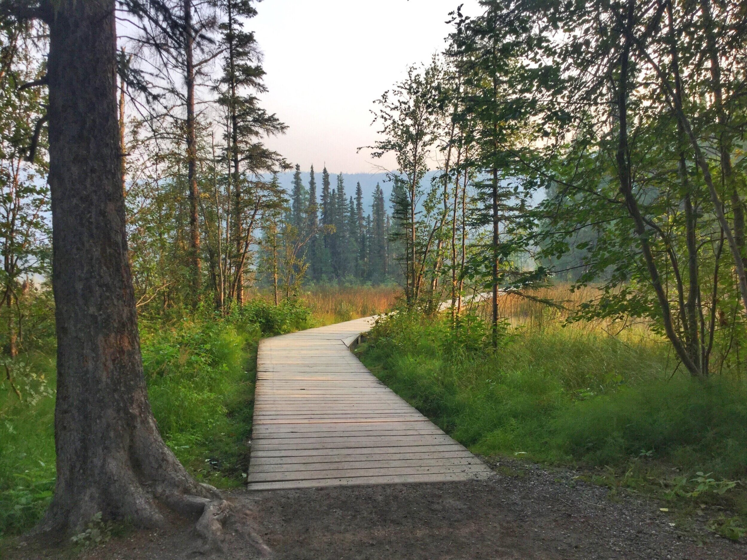 Boardwalk to Liard River Hot Springs