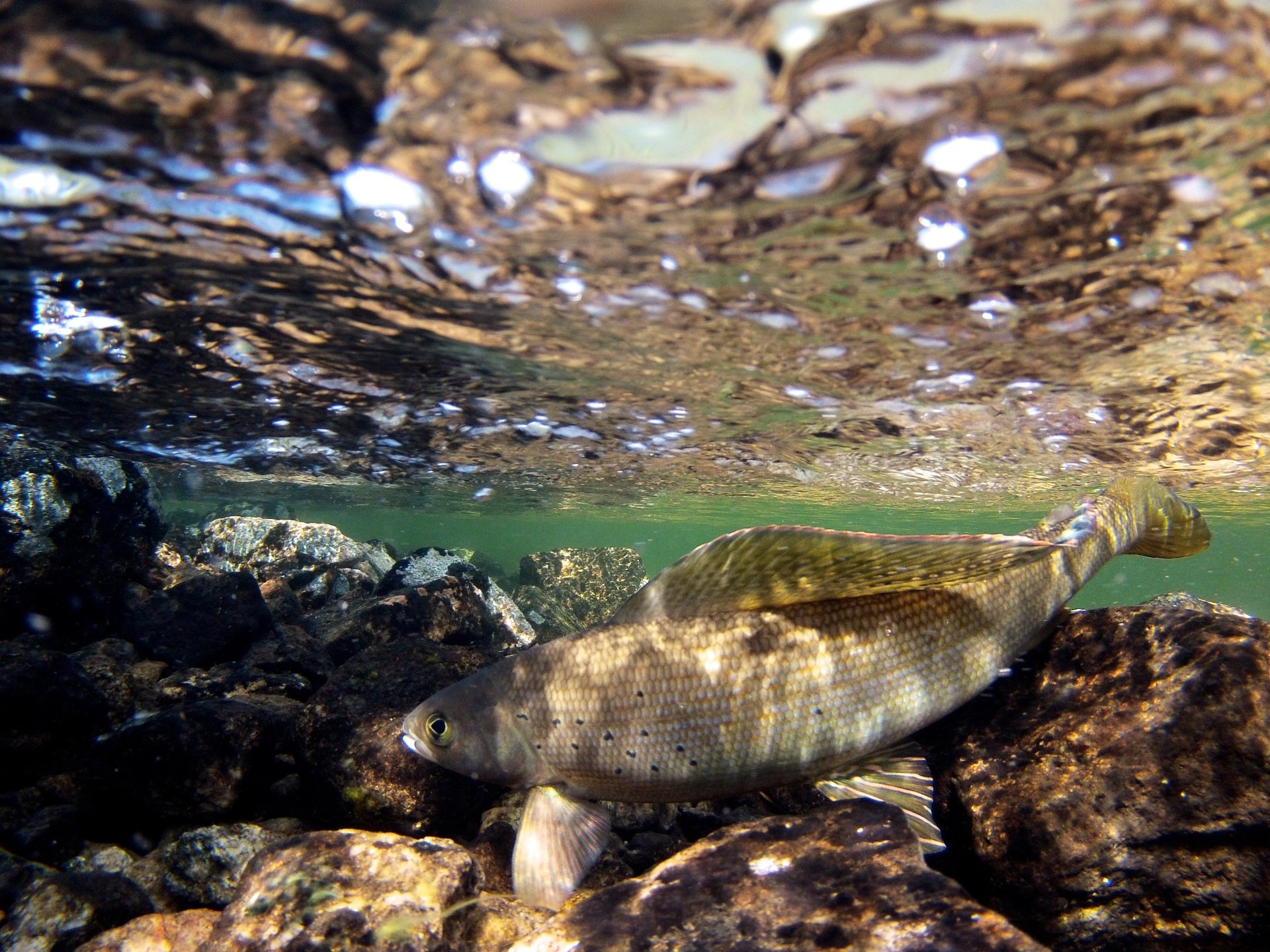 FROG RIVER FISHY.jpg