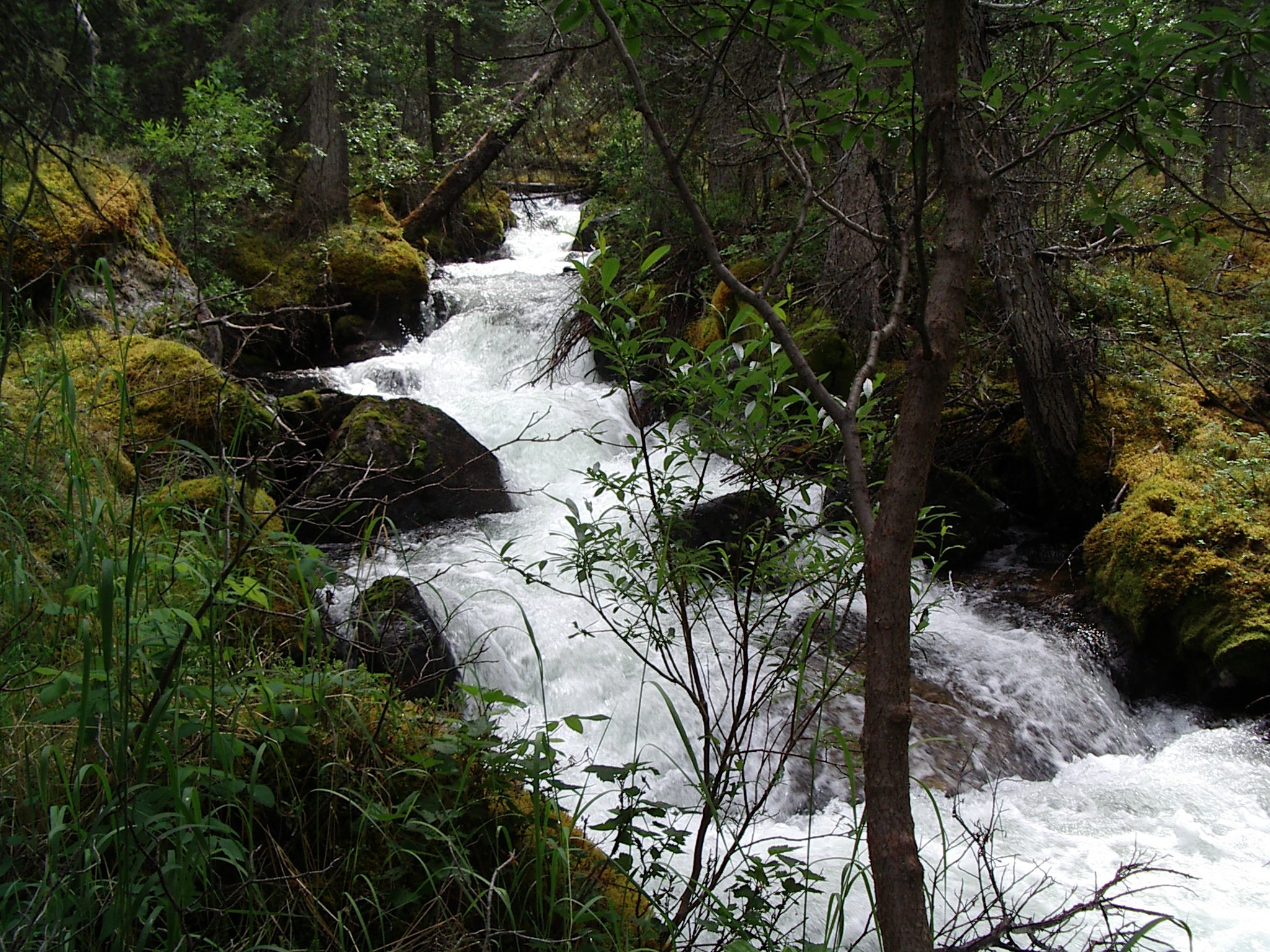 FROG RIVER SCENERY.JPG