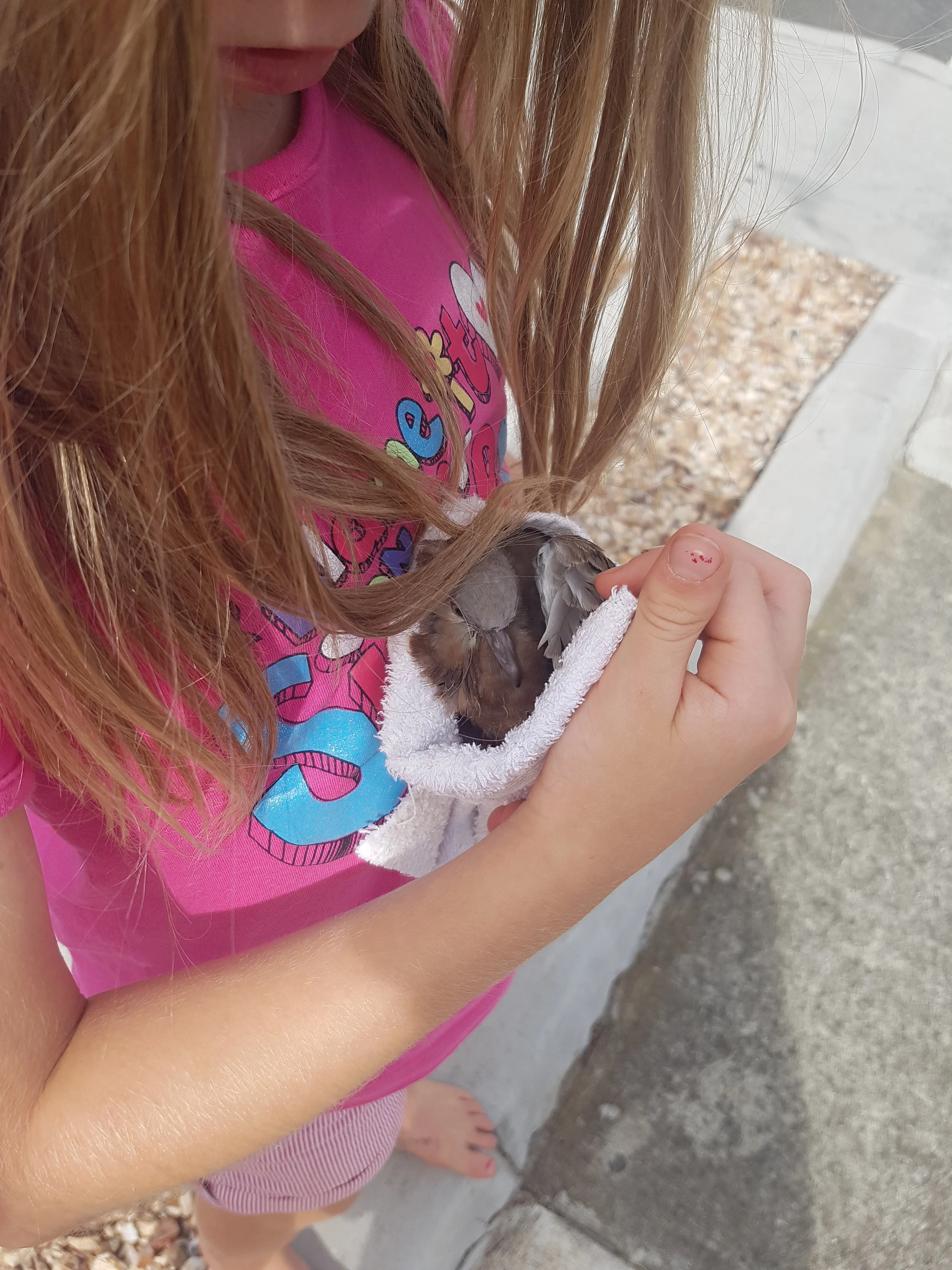 Spotted Dove fledgling