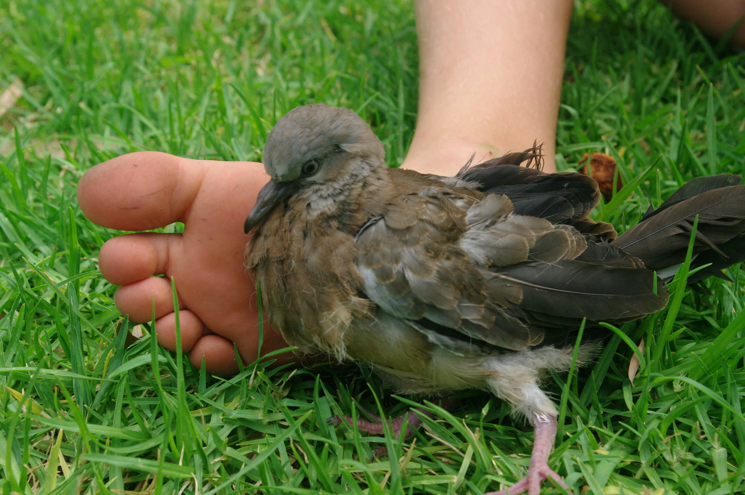 Unsure of its gender, the kids called it "Browny-Bluey"