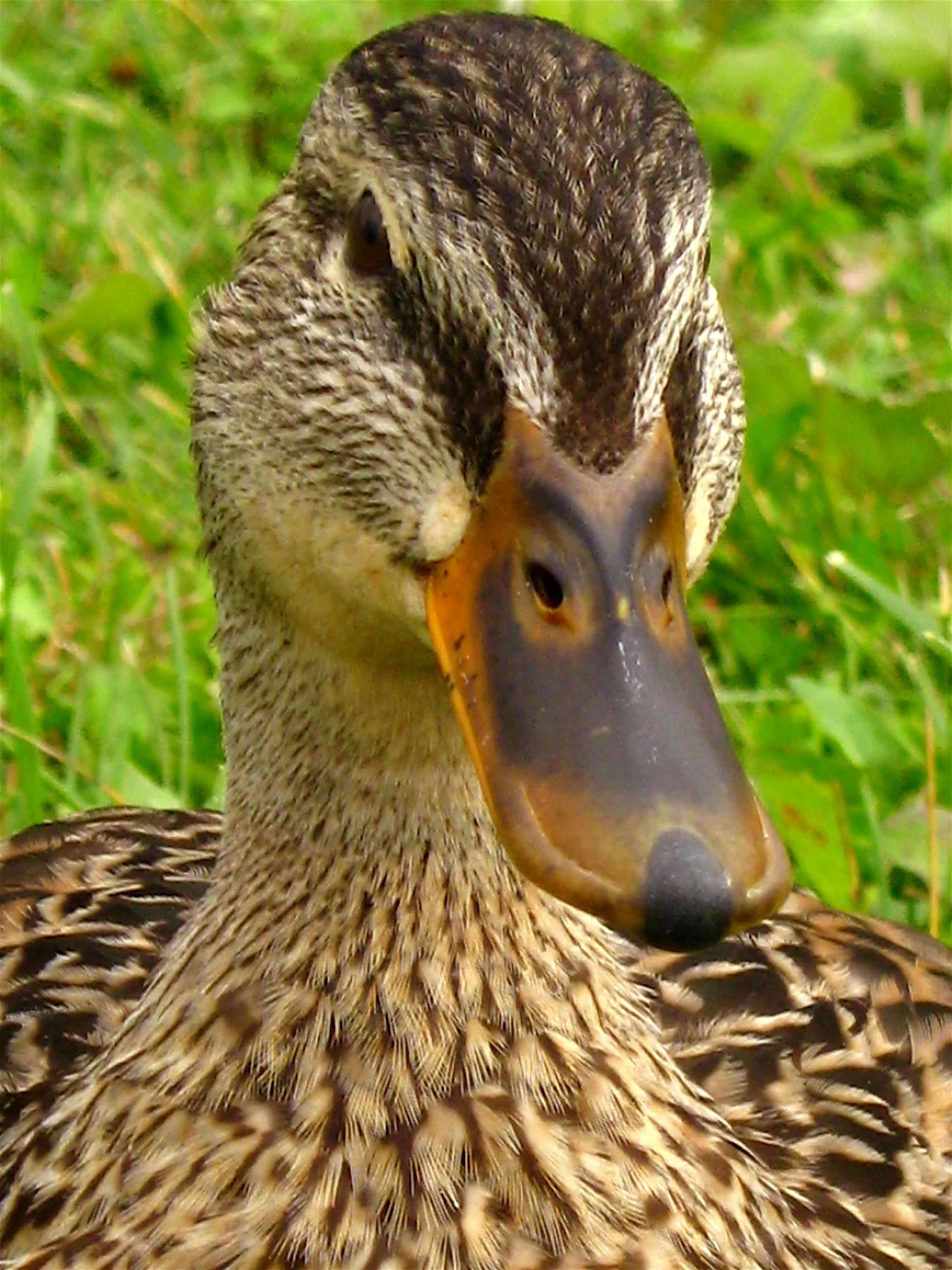 Imagine being this poor mother duck who has lost her 5 baby ducks... sniff, sniff
