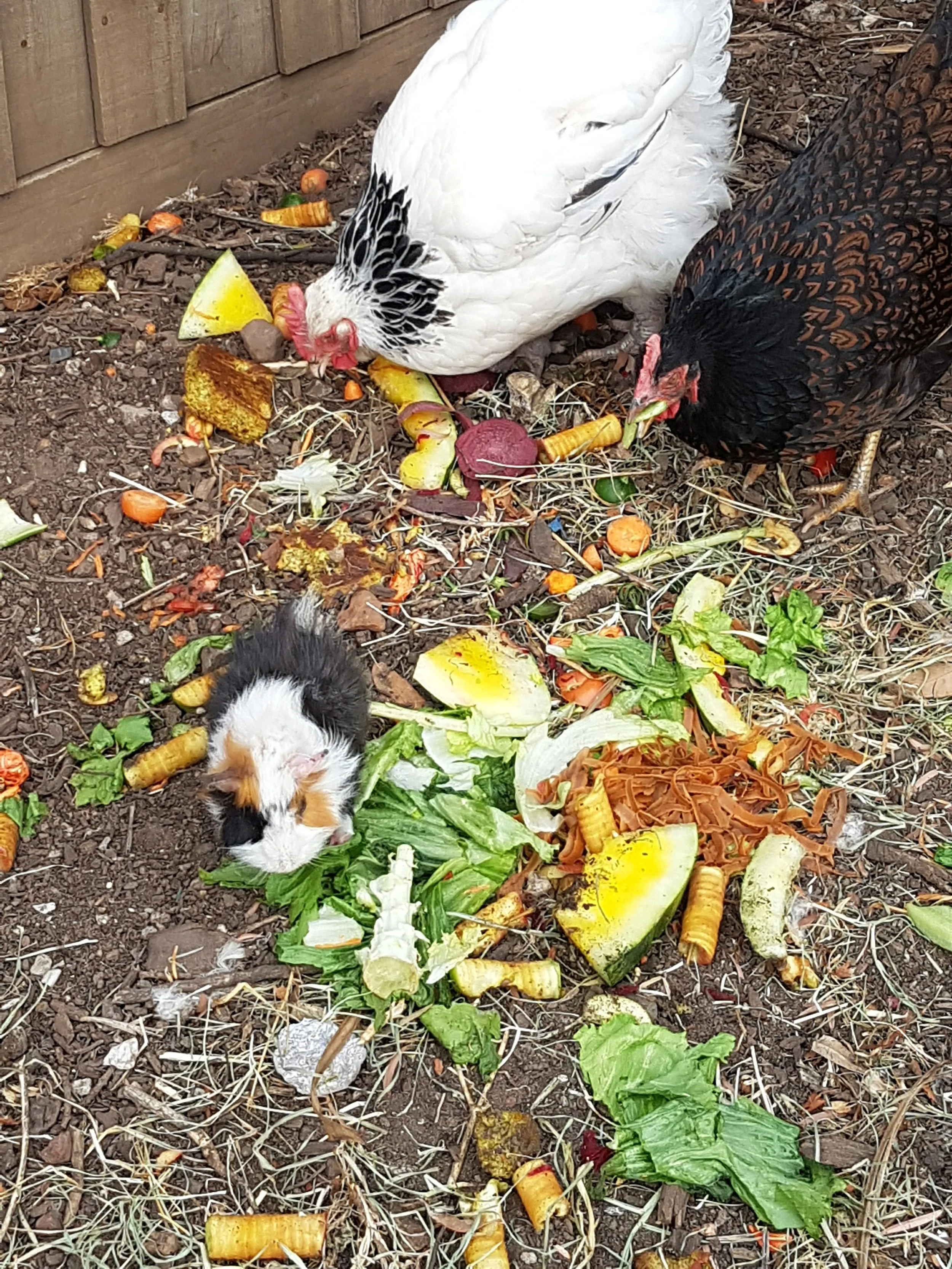 The guinea pigs and chickens get the vegie scraps and leftovers at our place