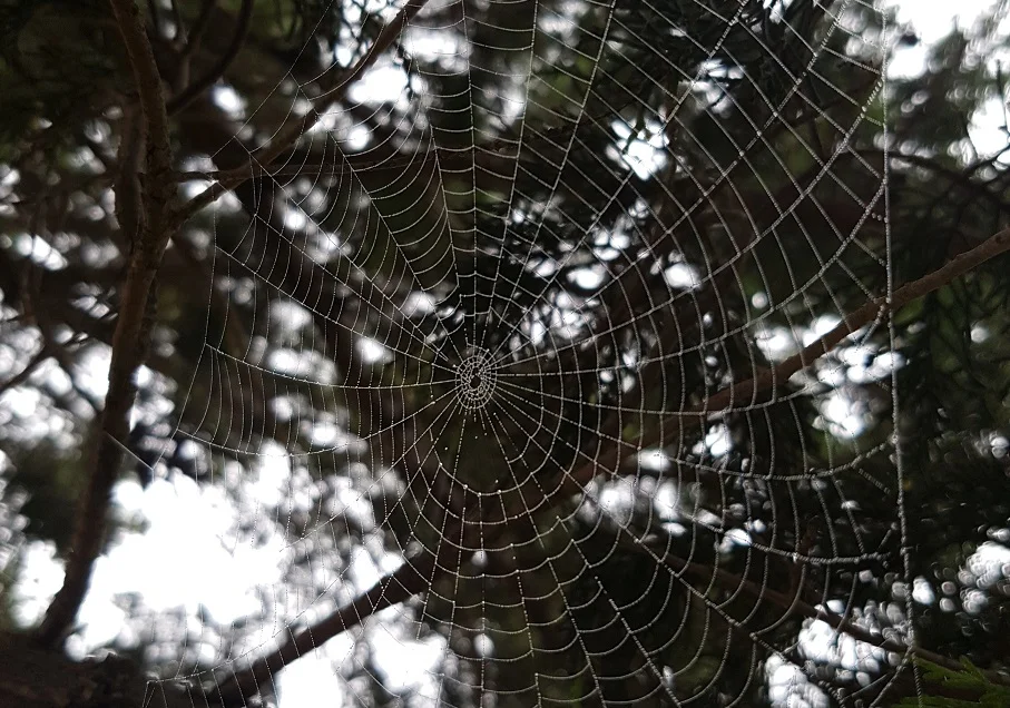 a real web covered in dew. No spider in sight...