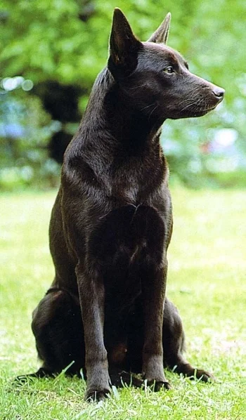 Claude