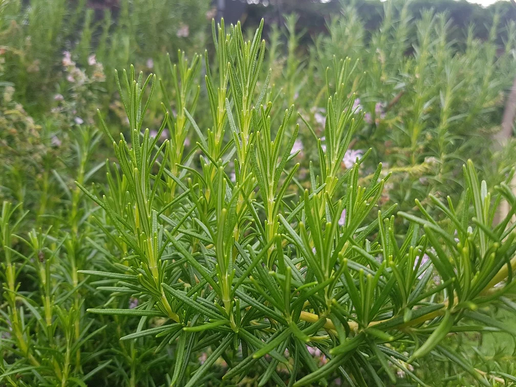 Rosemary