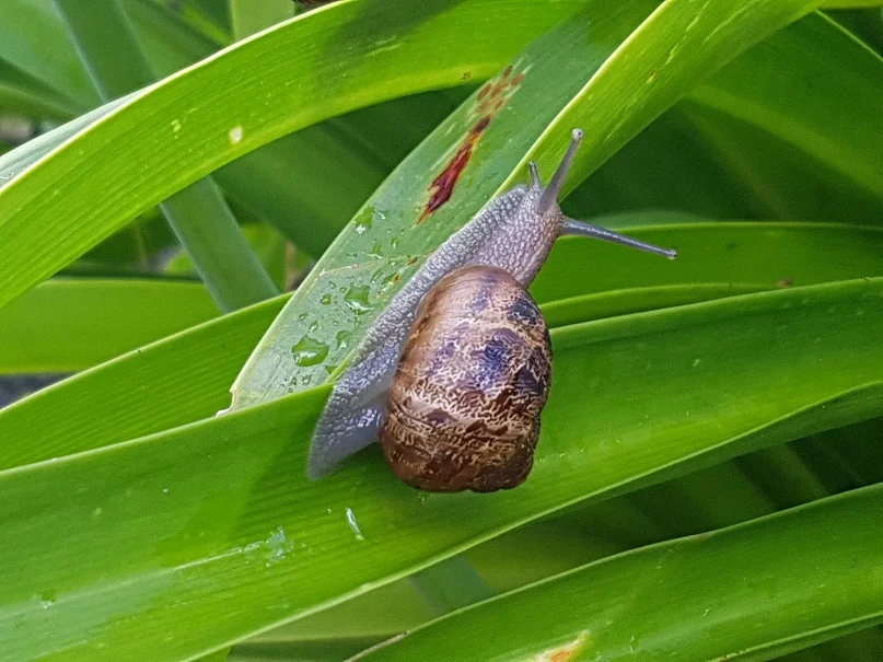 A common garden snail ( Cornu aspersum)