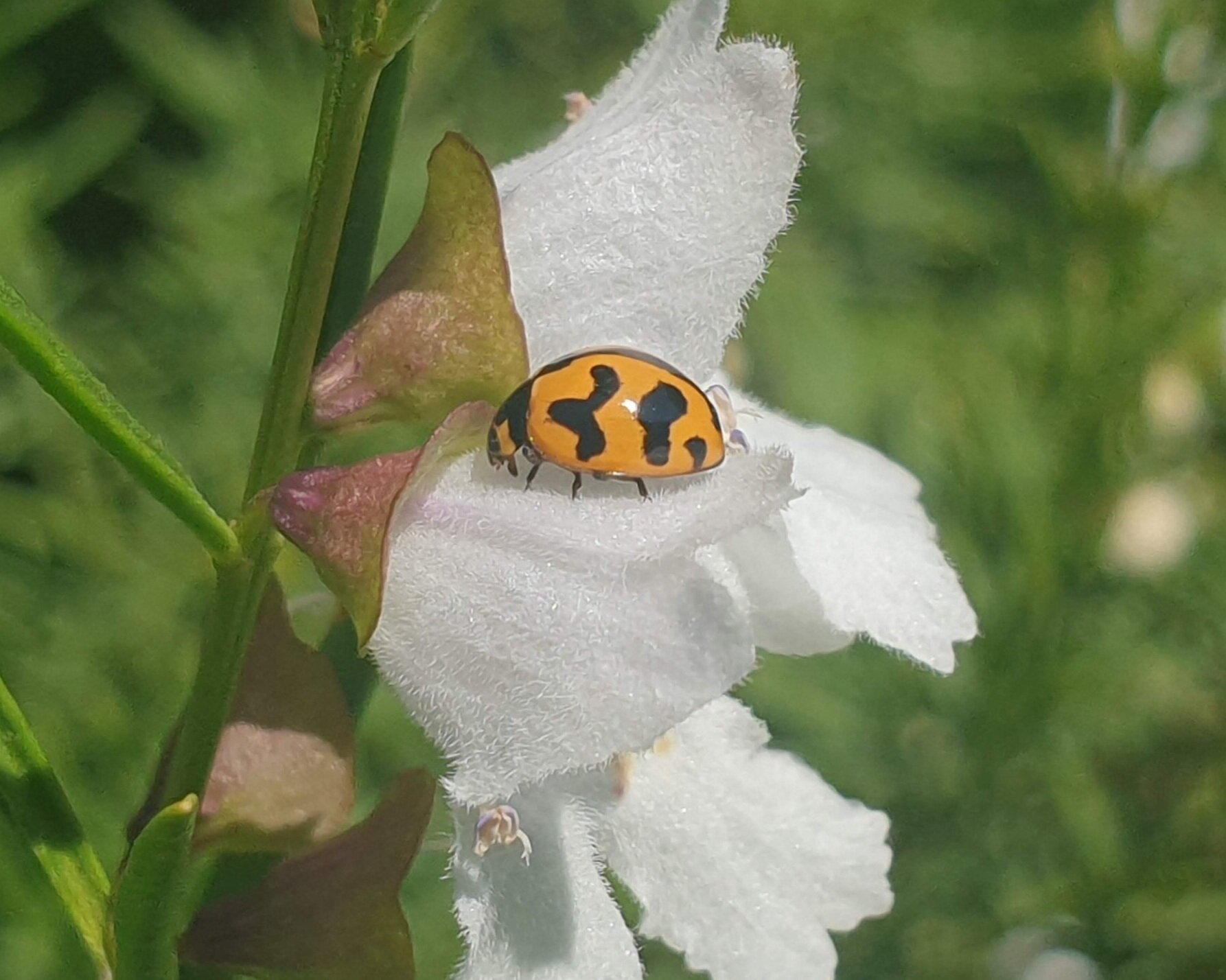 Hunting for bugs