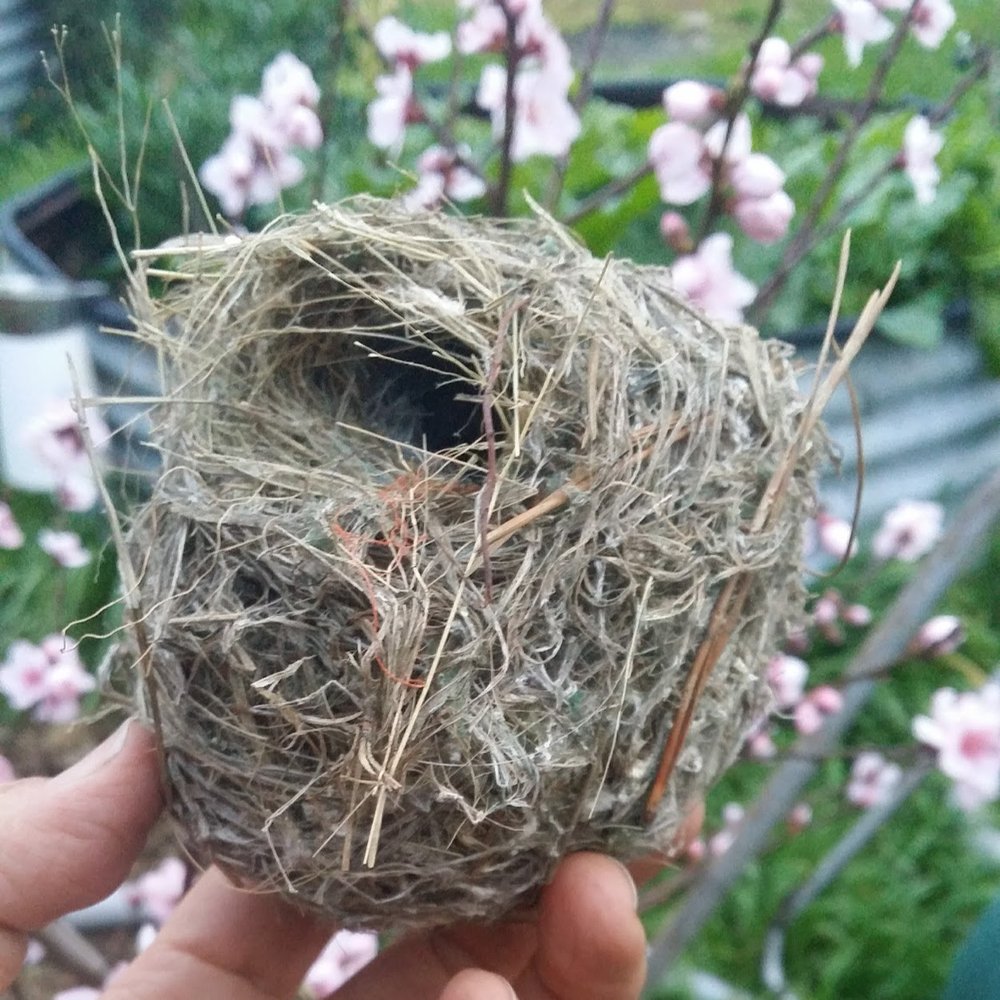 birds nest 3.jpg