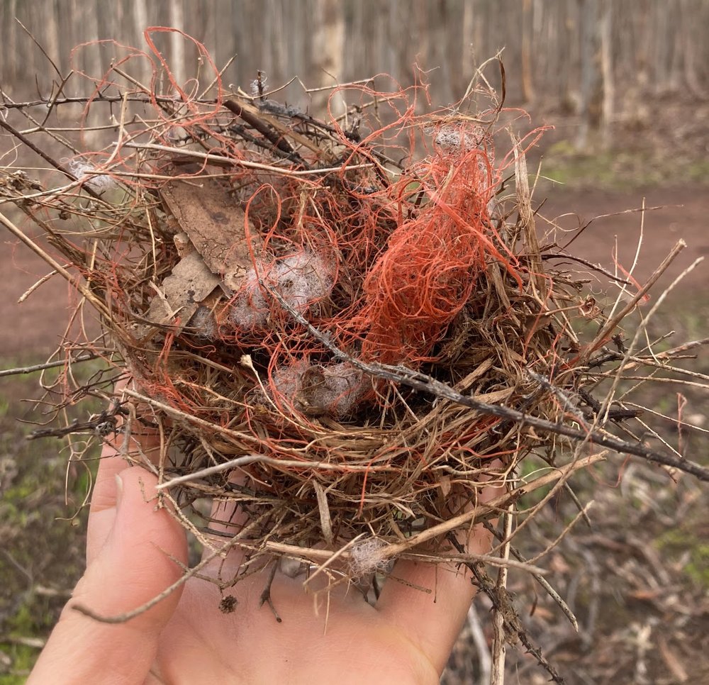 bird nest.jpg