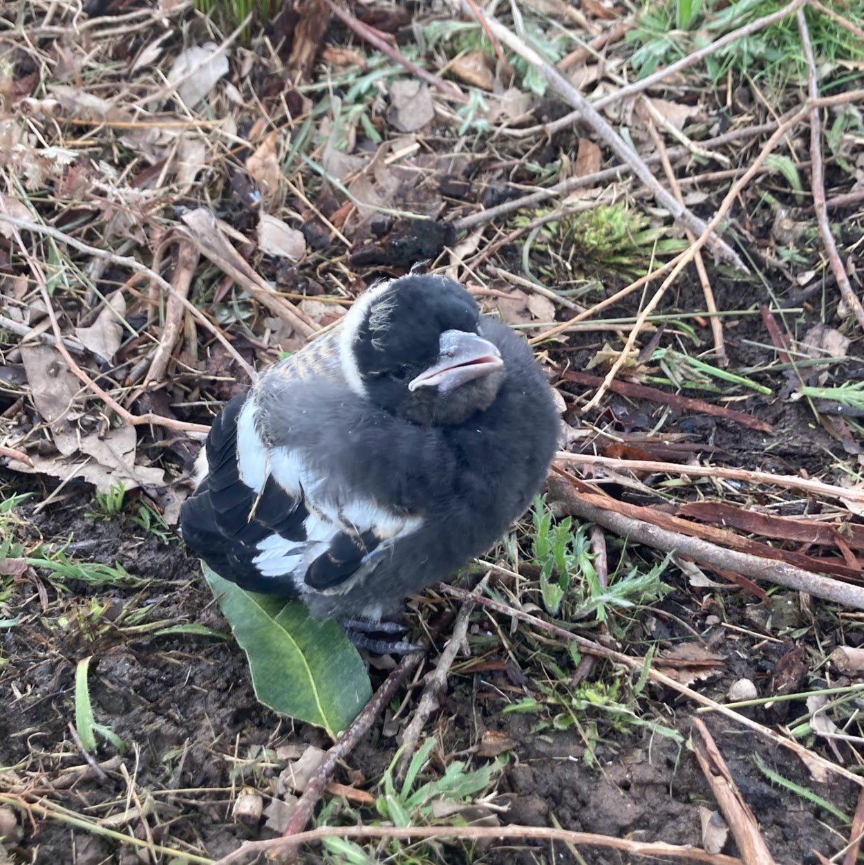 magpie baby.jpg