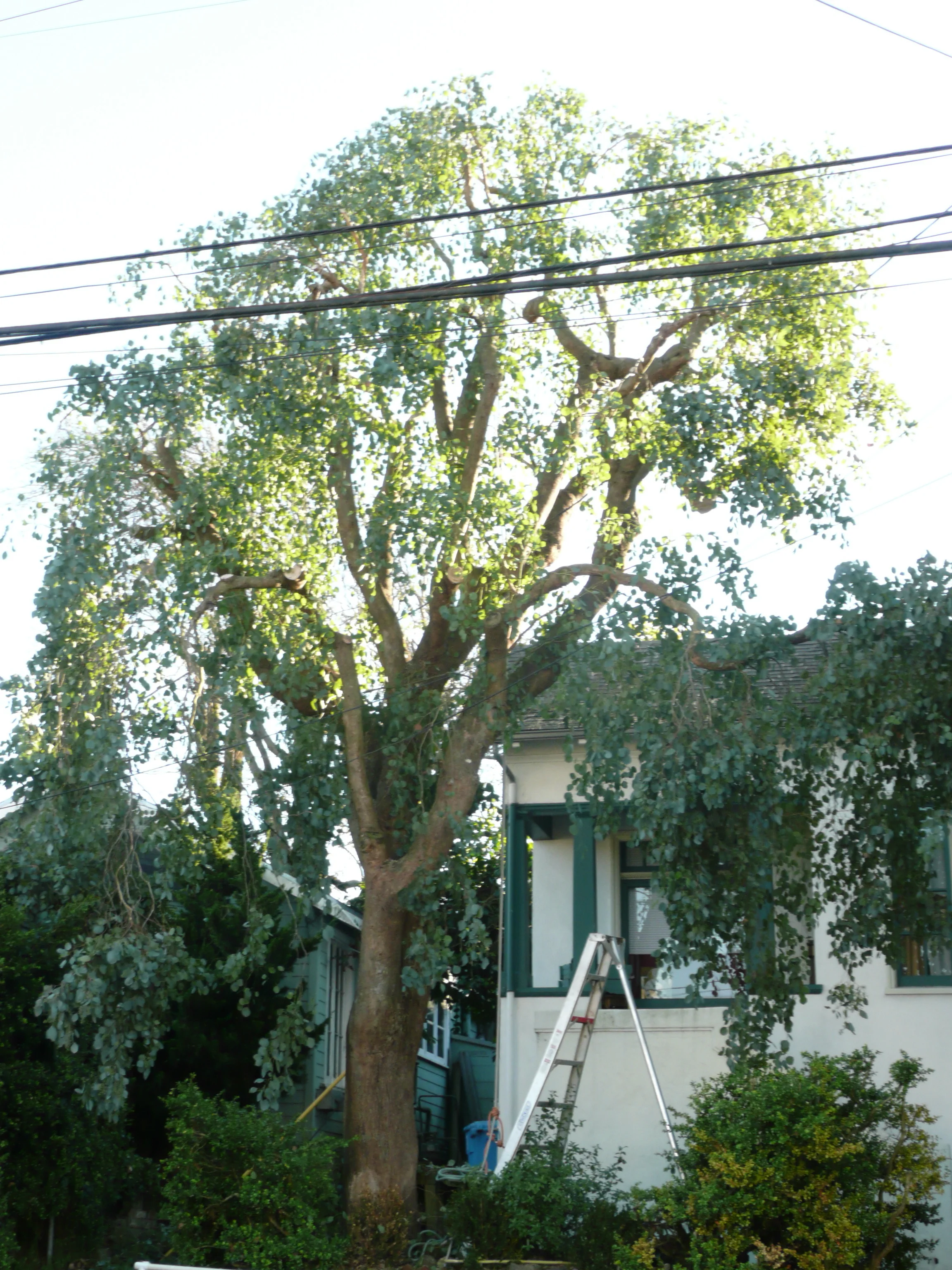 2011-1-515.jpg