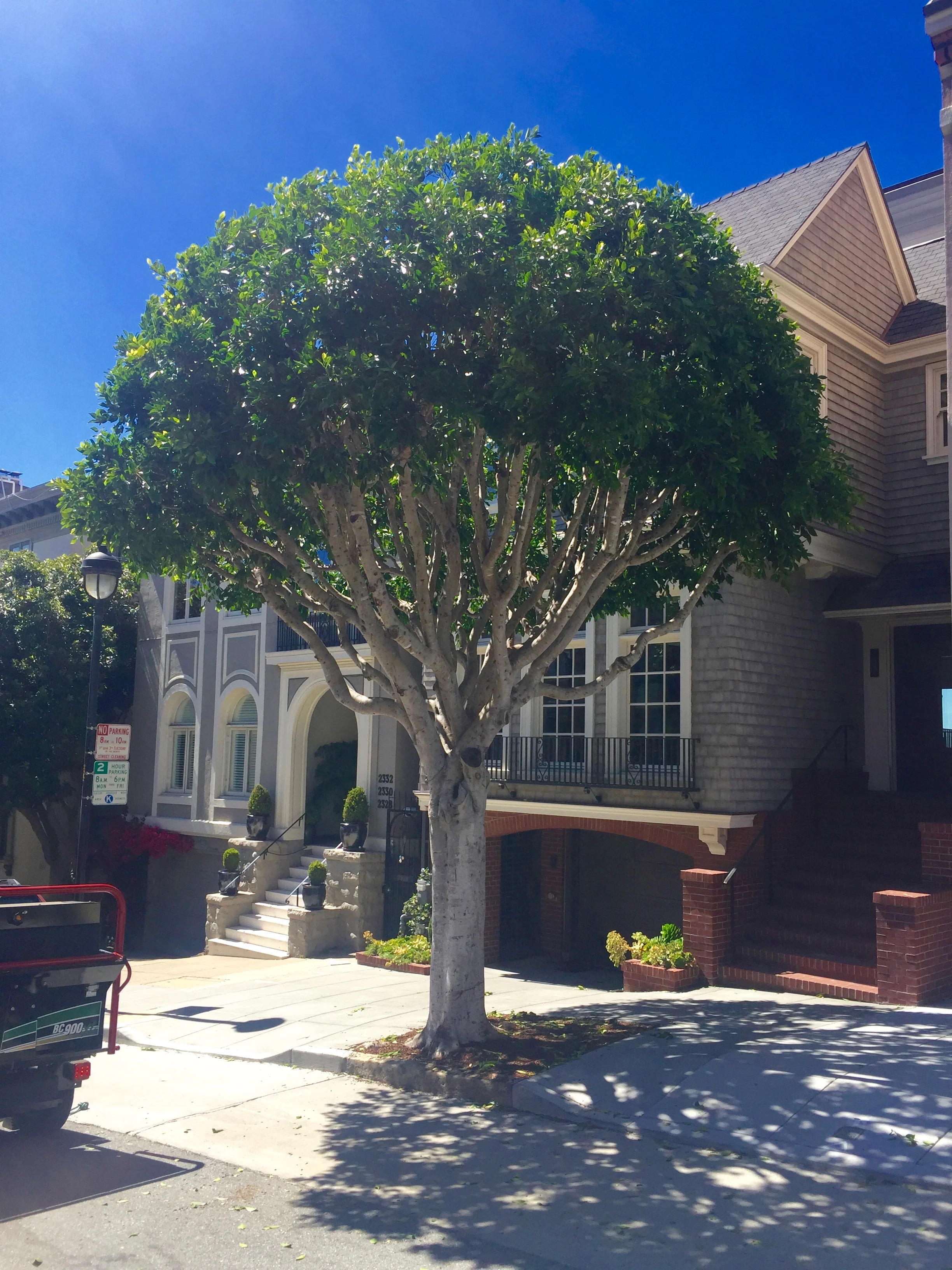Image of a suburban street with a large, leafy tree casting shadows on the sidewalk and cars. There are residential buildings with stairs and landscaping.