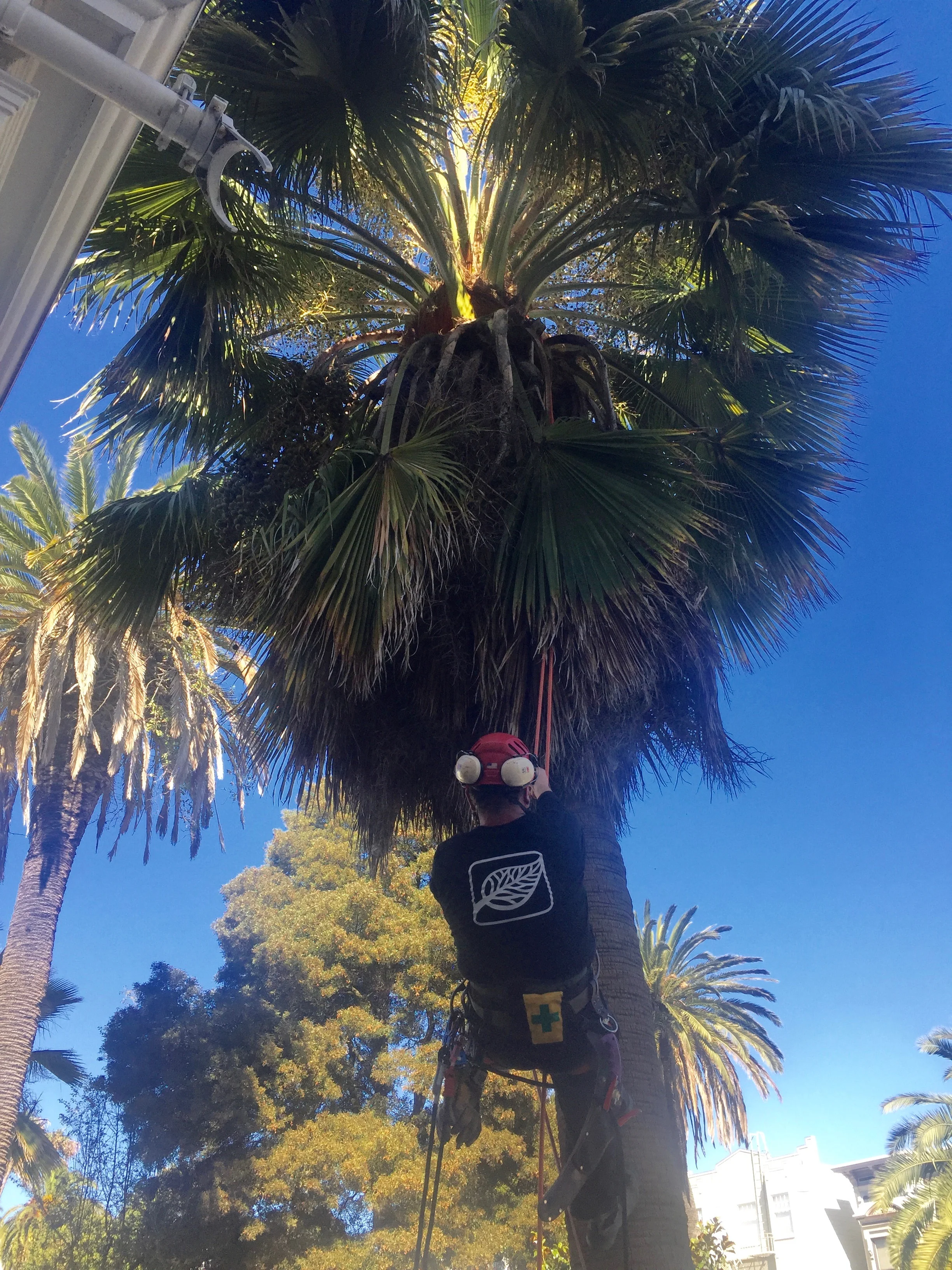 A person wearing safety gear and a helmet is climbing a tall palm tree, possibly trimming or inspecting it, with a clear blue sky in the background.