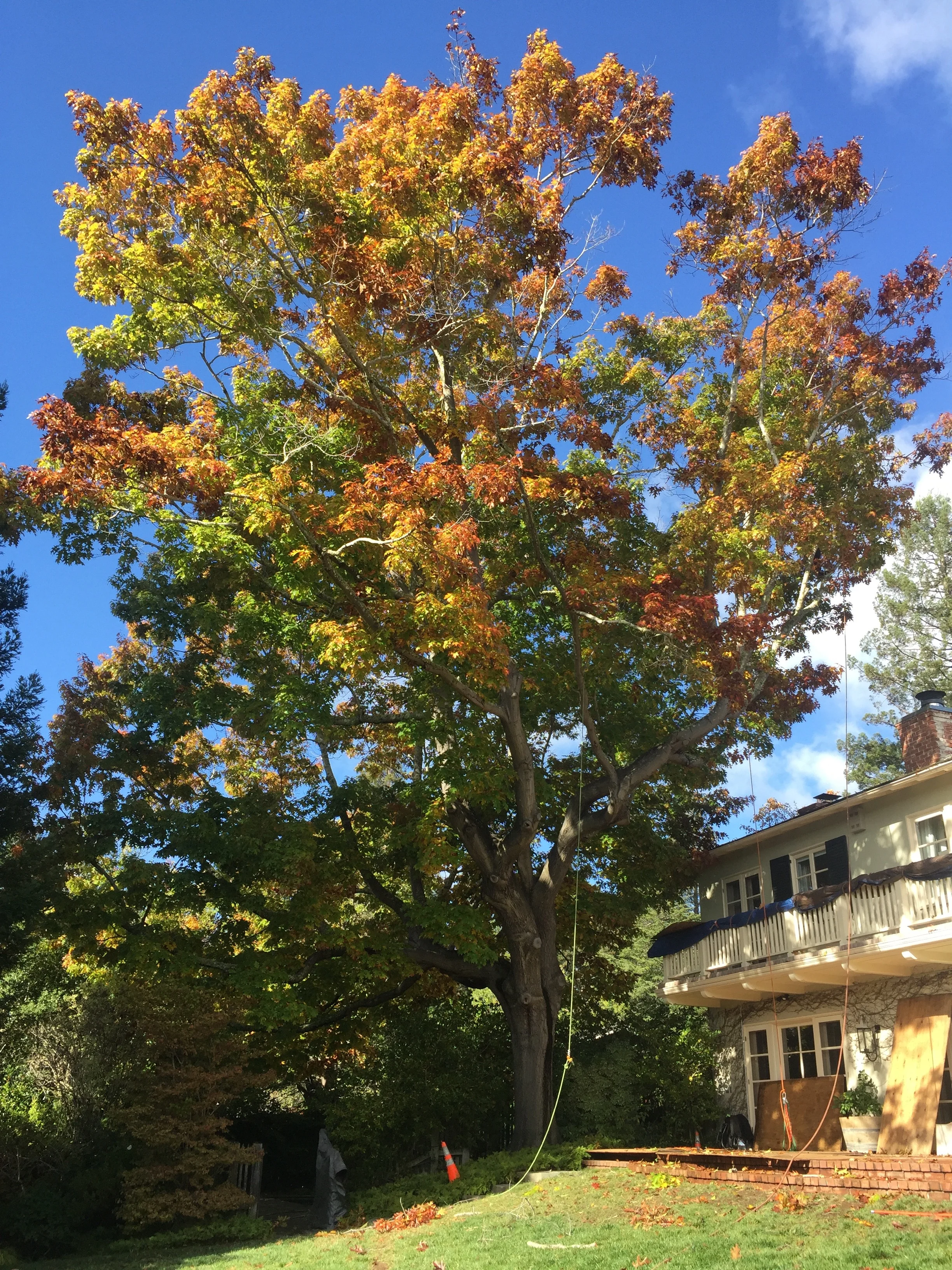 Large maple tree with autumn foliage in front of a white house with a balcony, under a partly cloudy blue sky.