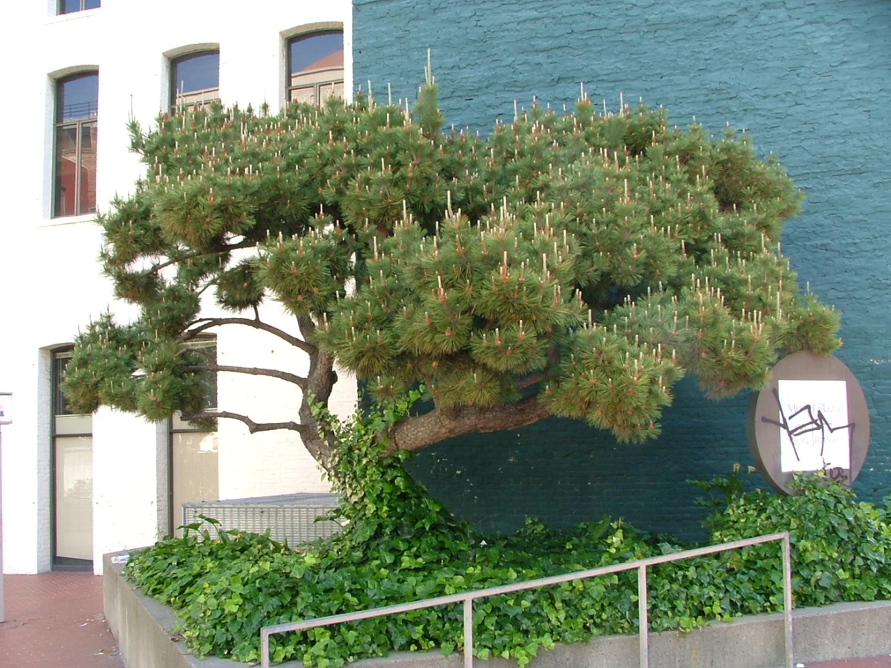 001Bonsai B4.jpg