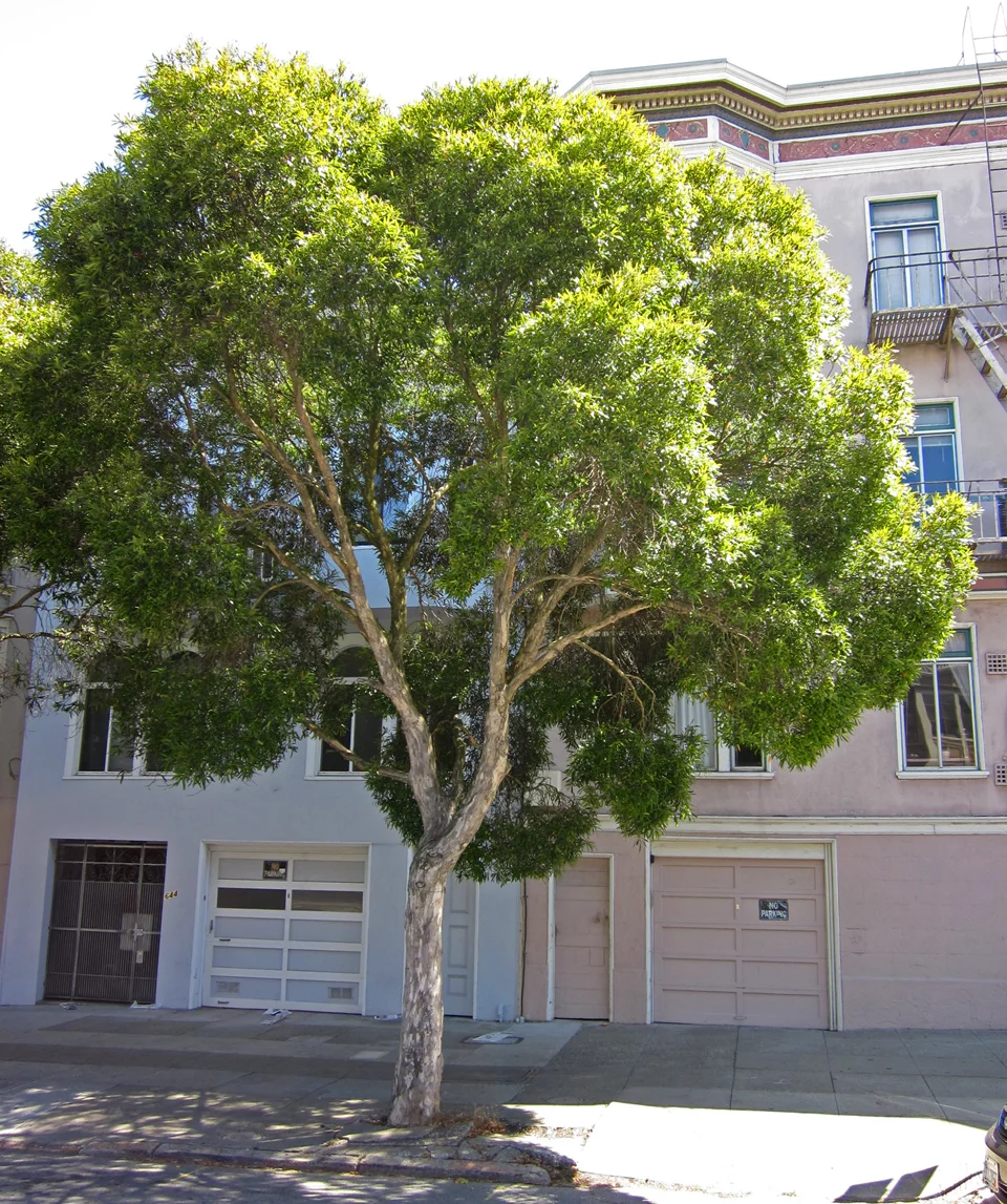 A large green tree with a thick trunk and dense foliage stands in front of a building with multiple garage doors and windows on a city street.