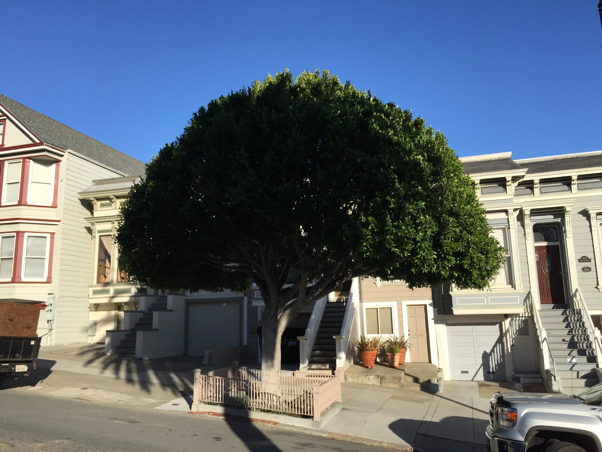 Tree in front of row houses on a sunny day with blue sky.