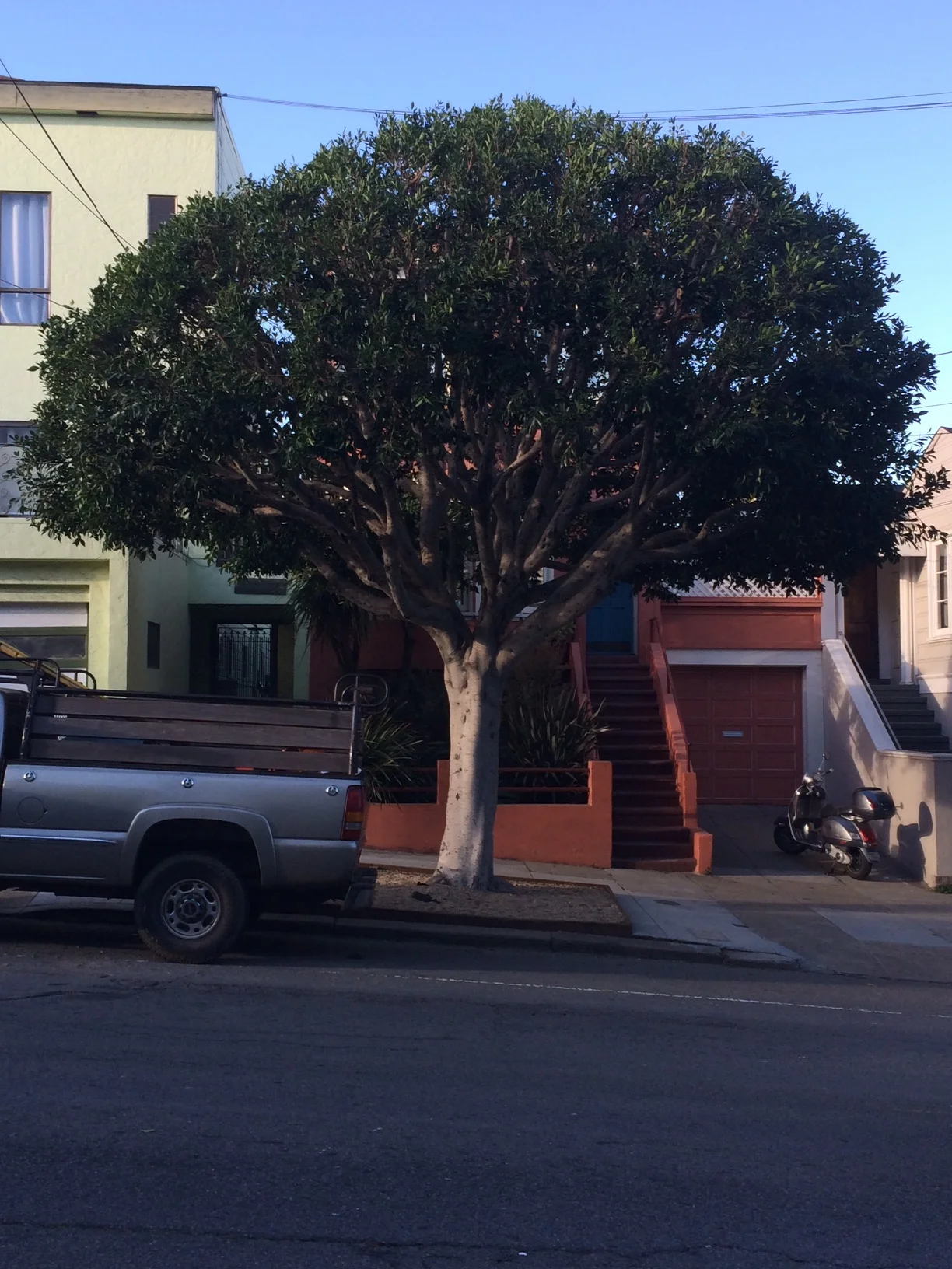 A tree with a large, round canopy and a sturdy trunk growing in front of colorful residential buildings, with a parked truck and a scooter nearby on the street.