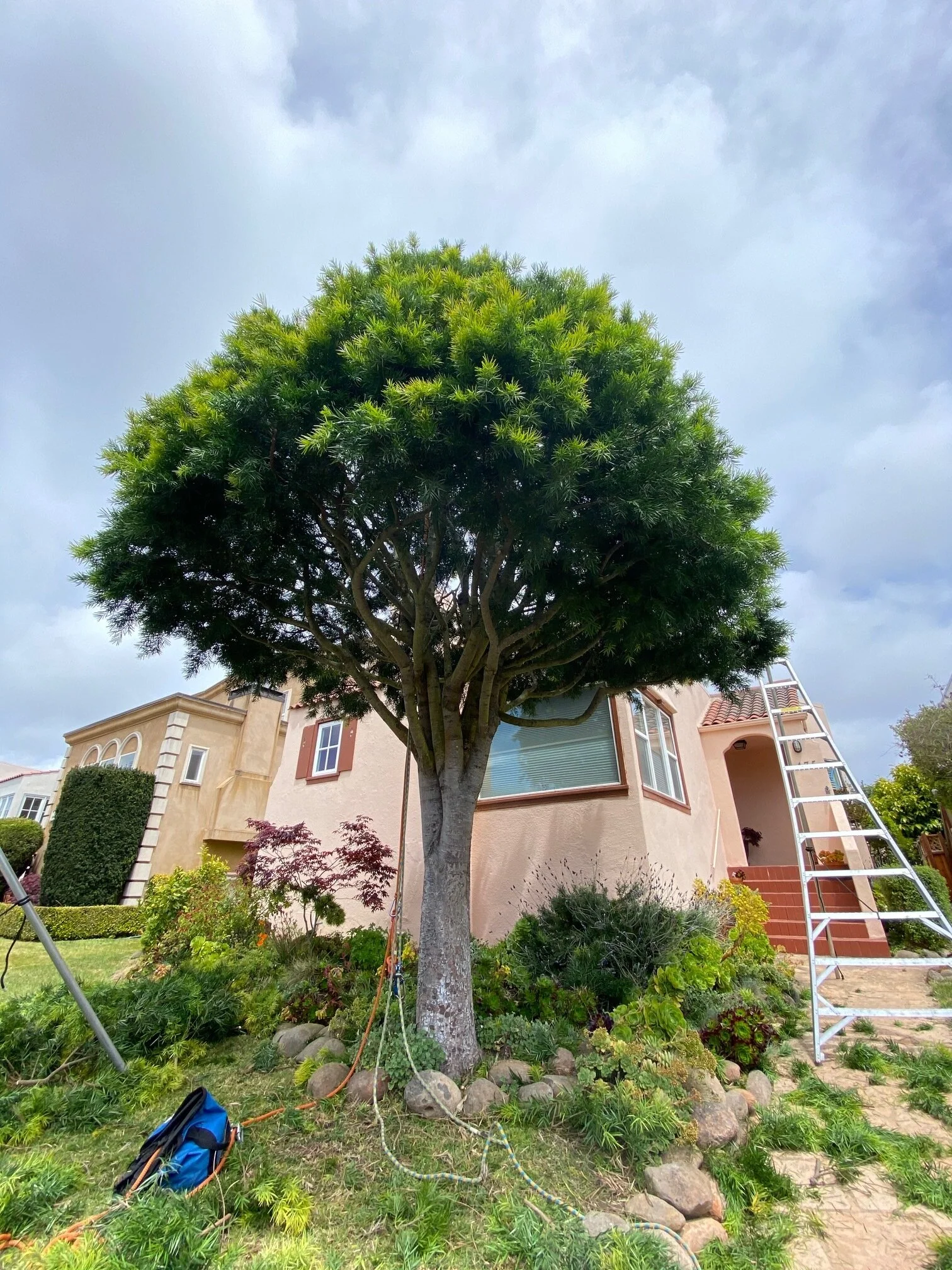 A large, lush tree with a dense canopy of green leaves stands in front of a house with a pink exterior. There is a ladder leaning against the house and gardening tools on the ground.