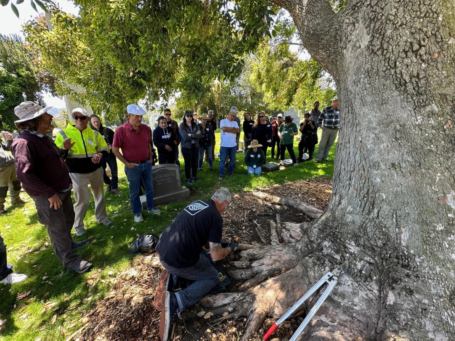 A group of people gathered around a person working on a tree's root system outdoors under a large tree with green leaves, during the daytime.