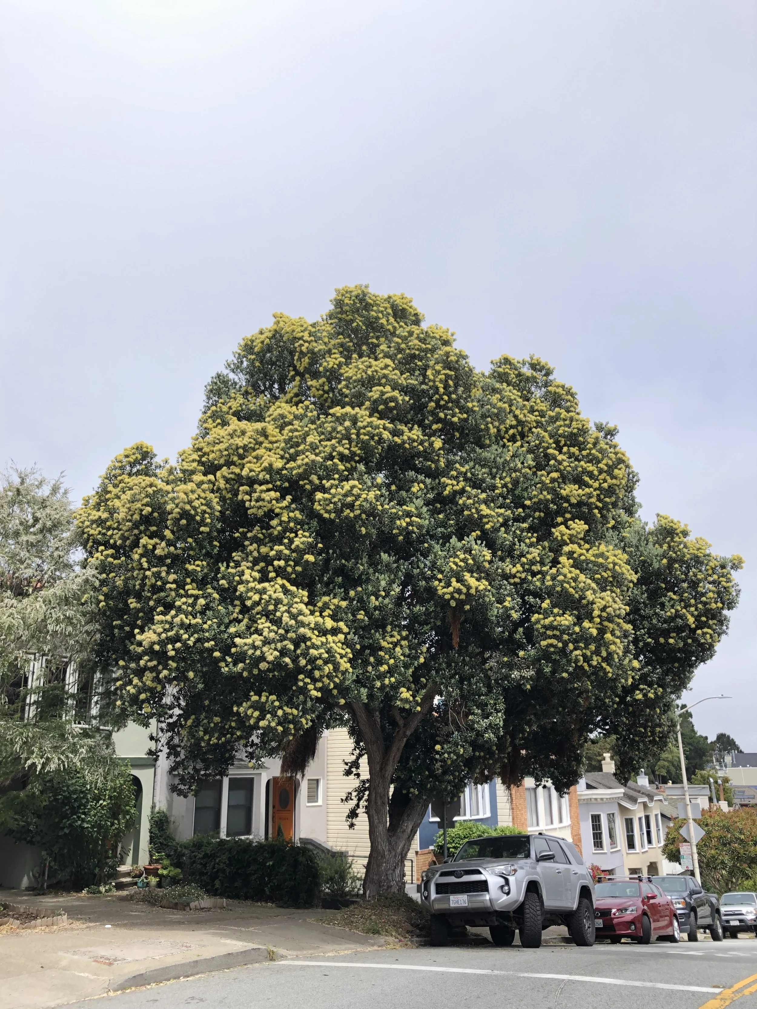 A large tree with yellow flowers growing beside residential houses and parked cars, under a cloudy sky.