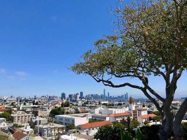 View of the city skyline from a high vantage point with a large tree in the foreground, green foliage and a clear blue sky.