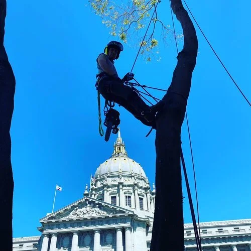 Tree climber harnessed and secured to a branch, working on the tree in front of the state capitol building with a clear blue sky.