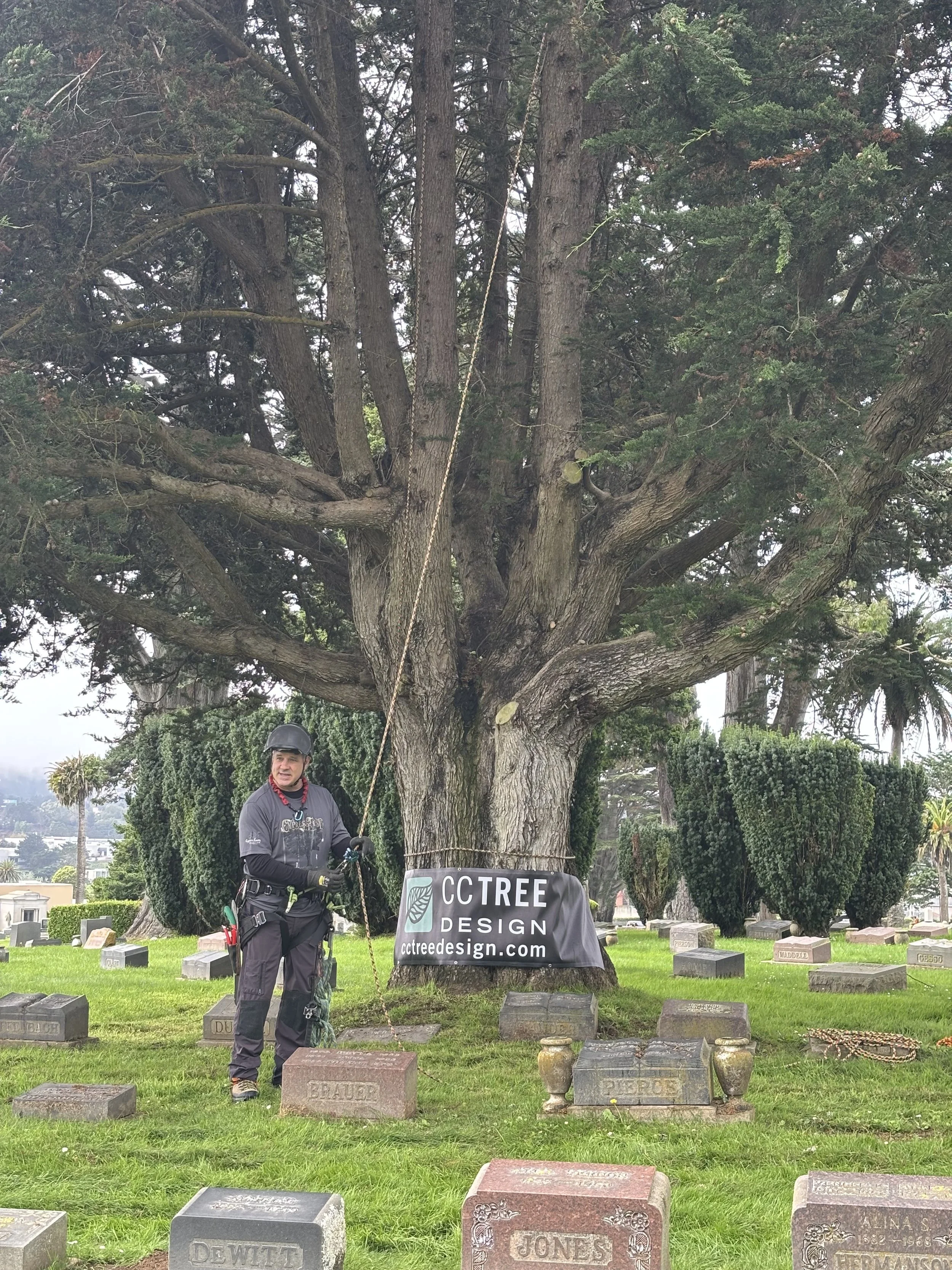 A man wearing a helmet and harness standing next to a large tree tree in a cemetery, with a black banner reading "CC Tree Design" and writing "cctreedesign.com" attached to the tree.