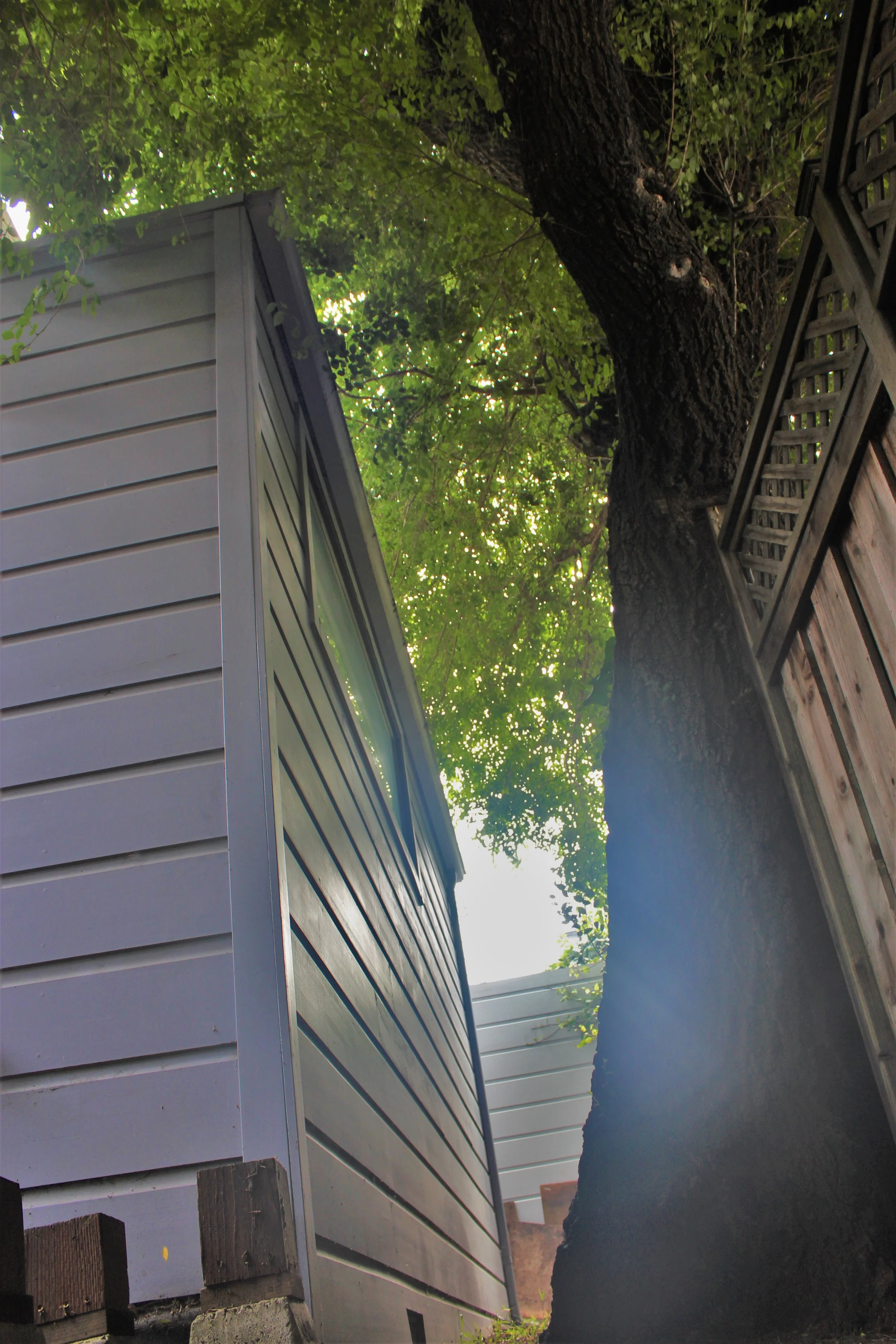 A backyard scene featuring a gray shed, a tall tree with thick dark bark, and a wooden deck fence. Green leaves are visible in the background.