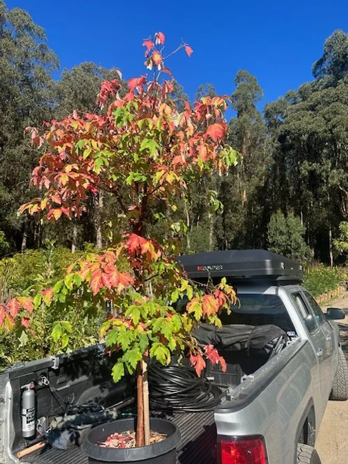 A young tree with green and red leaves in a black, round planter in the bed of a silver pickup truck, with a forested background under a clear blue sky.