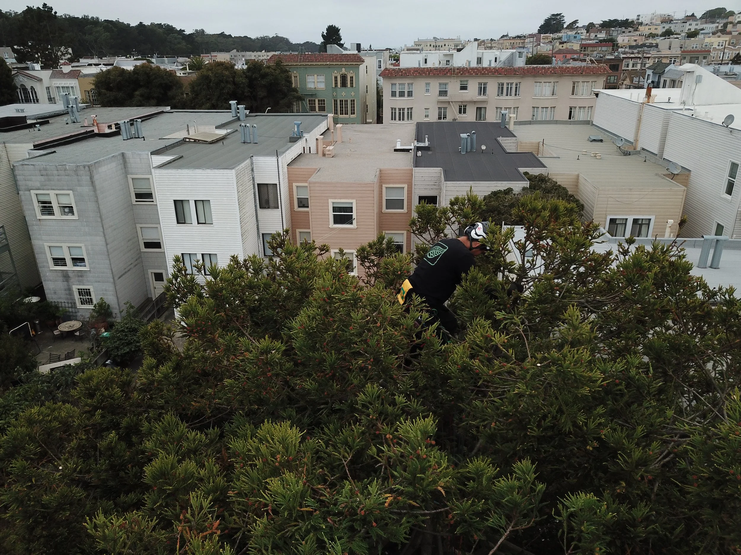 A person climbing or working in a large tree on a city rooftop with residential buildings in the background.