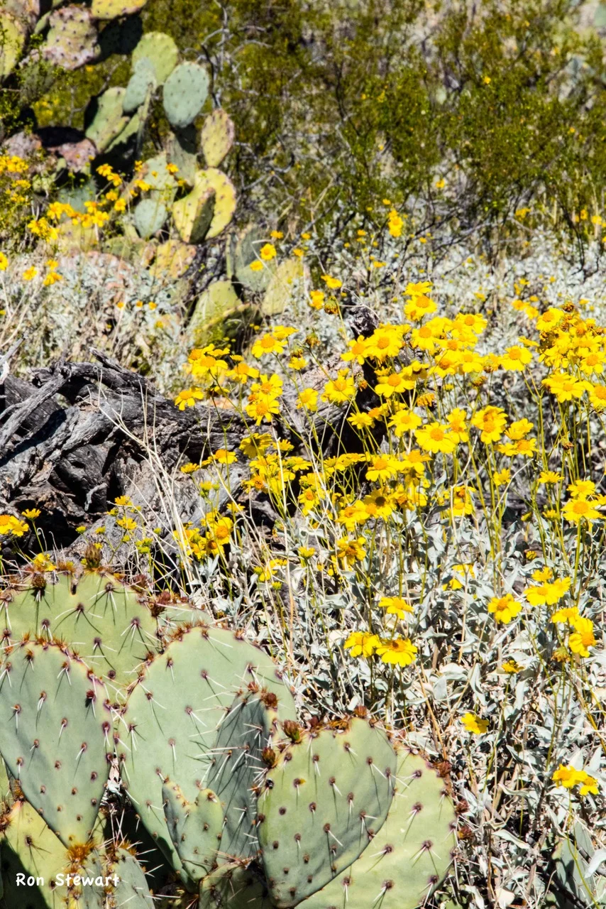 Cross Country WORK DAY