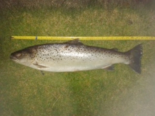 Neil Glachan's 7lb. seatrout