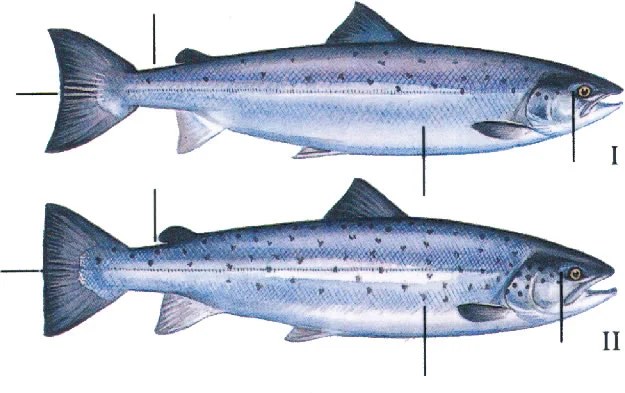 The difference between a Salmon & a large Sea Trout - Courtesy the Atlantic Salmon Trust.