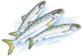 Salmon-Smolts.jpg