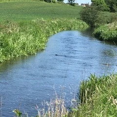 Otter Newmill.jpg