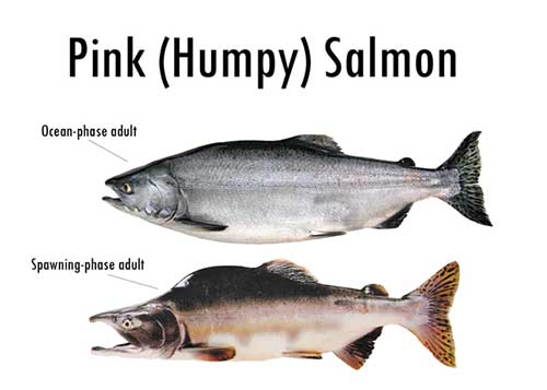 Pink Salmon — Eden Angling Association