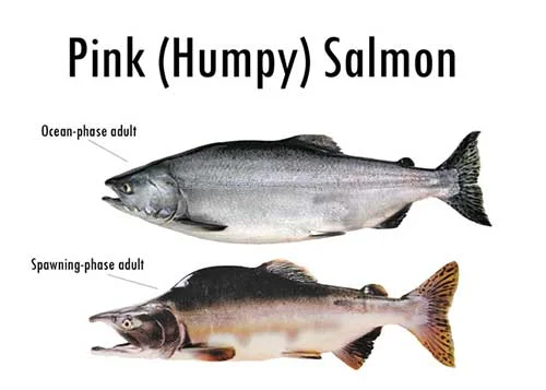Pink 2.jpg