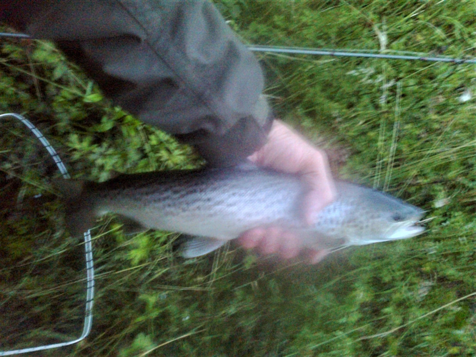 The secretary’s share. From Jock Shaws pool at dusk safely returned. Lost another 2 in quick succession. Sea trout about 2lb on a size 8 Alexandra the fly on an intermediate line. River is clearing nicely. Others are reporting similar sized sea trout from other areas in the river.