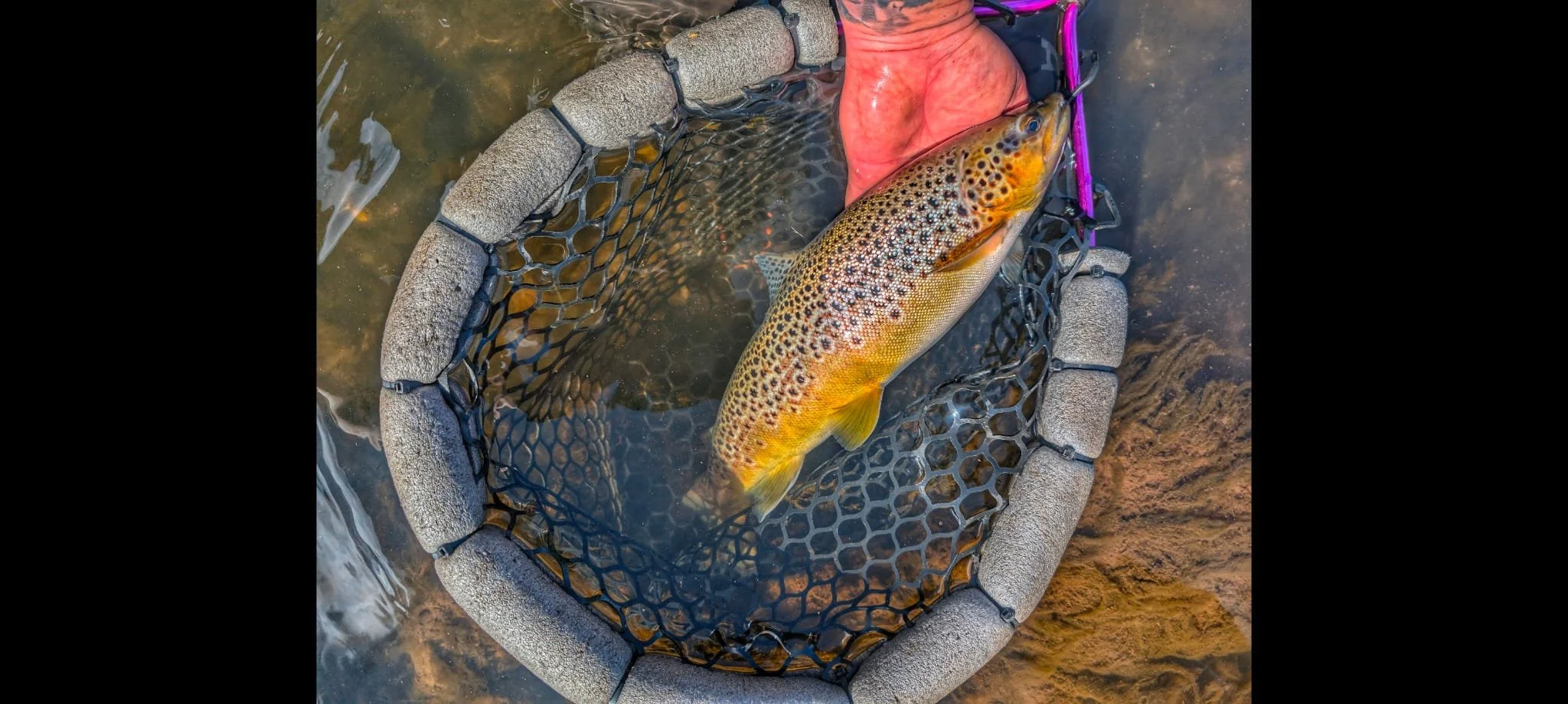 Spring Newsletter - March 2026