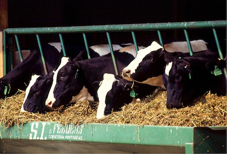 cows-526771_1920.jpg
