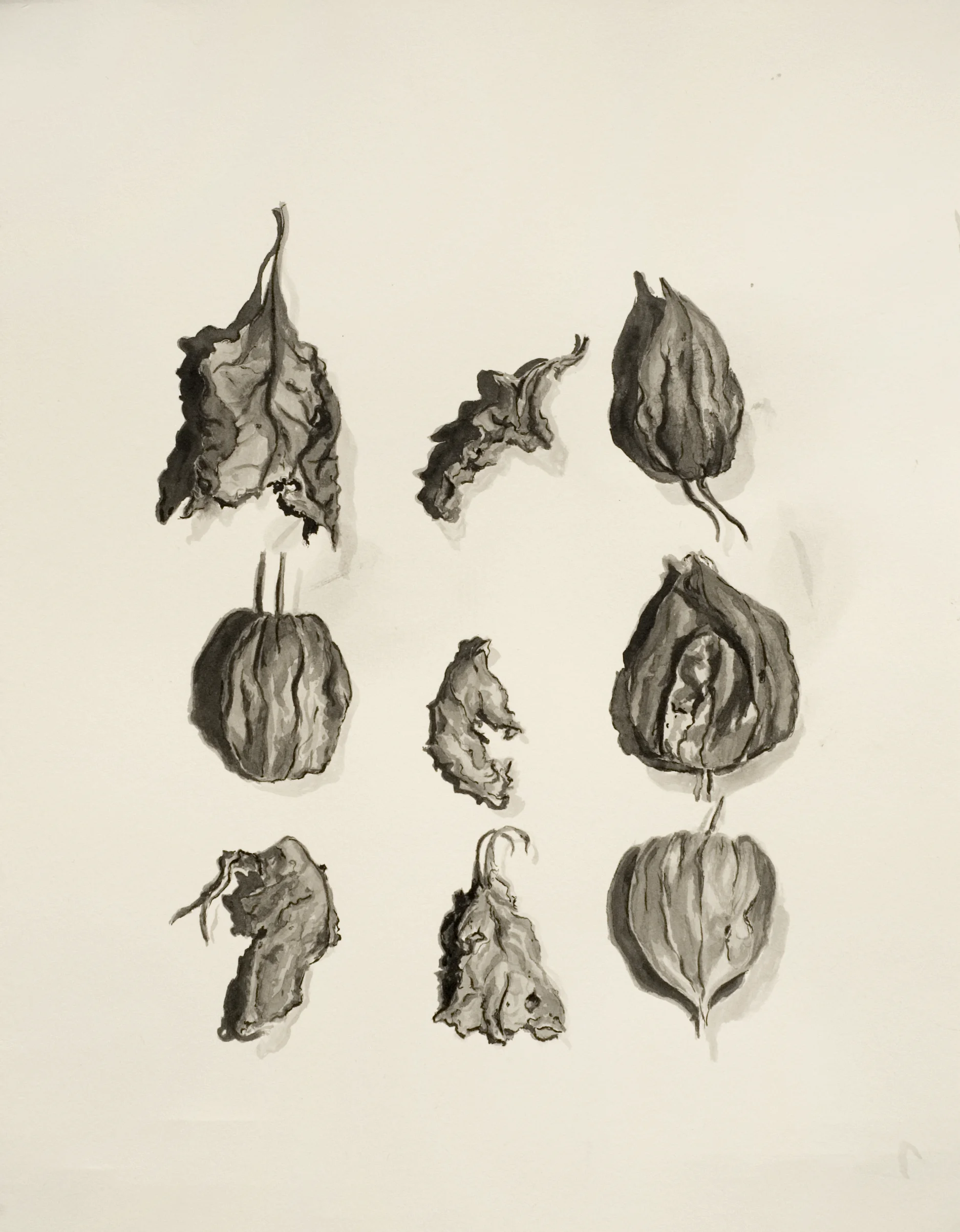 "Ink Study of Chinese Lanterns i"